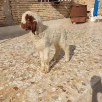 بره نر گاو گاومیش بز قوچ بز|حیوانات مزرعه|حمیدیه, |دیوار