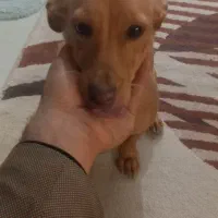 سگ نژاد اشپیزو|سگ|مشهد, سجاد شهر|دیوار