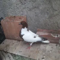 شتری سرخ جوانه