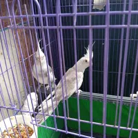 عروس هلندی