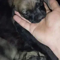 توله سرابی اصیل