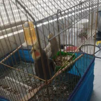 فروش عروس هلندی|پرنده|همدان, |دیوار