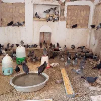 یک تیپ کفتر درجه یک موجوده کسی خواست|پرنده|اصفهان, خواجو|دیوار