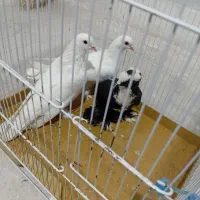 کفتر کبوتر بخاطر تنها بودنش میفروشم|پرنده|مراغه, |دیوار