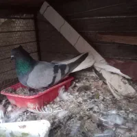 کبوتر رنگی معاوضه یا فروش