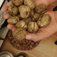 گردو امسالی