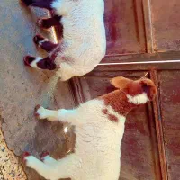 بره نر عربی دو عدد نر وماده