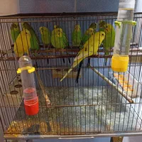 ۸ عدد مرغ عشق ۷ تا نر یک عدد ماده|پرنده|رودهن, |دیوار