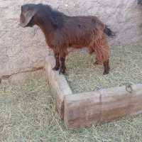 روداب غربی روستای قادرآباد