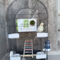 یه جفت جوجه عروس هلندی ۴ ماه