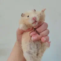 همستر ماده باردار