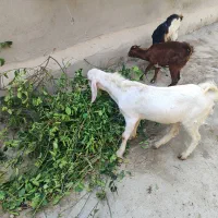 کهره ماده و نر