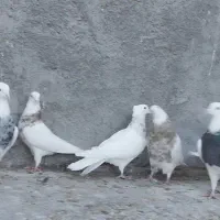 طوقی سینه|پرنده|مبارکه, |دیوار