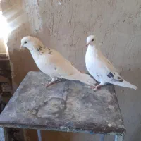 کفتر یا کبوتر پرشی|پرنده|ساوه, |دیوار