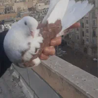 کفتر  ماده شازده قرمز