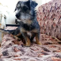 سگ پاکوتاه خانگی واگذاری