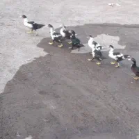 اردک اسرائیلی نر و ماده