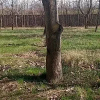 فروش چوب گردو