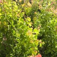 انواع نهال میوه