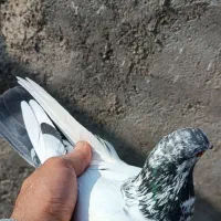 کبوتر کله دار تهرانی پرشی|پرنده|پاکدشت, پاکدشت (مامازند)|دیوار