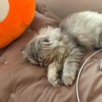 اسکاتیش لانگ هیر|گربه|تهران, فردوس|دیوار