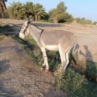 الاغ سفید، خر|حیوانات مزرعه|رودبار (کرمان), |دیوار