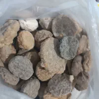 کشک بیرجندی