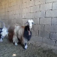 ۹بز بیگ|حیوانات مزرعه|مسجد سلیمان, |دیوار