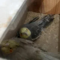 عروس هلندی وکوتوله بریزیلی