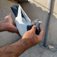 تعدادی کبوتر رنگی کار درست|پرنده|اندیشه, اندیشه فاز ۴|دیوار