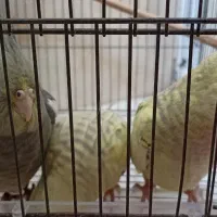 سه تا جوجه عروس|پرنده|صومعه‌سرا, |دیوار
