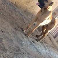 سگ گله|سگ|میان جلگه, |دیوار