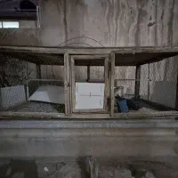 دوعدقفس چوبی سالم باتوری محکم هردوباهم