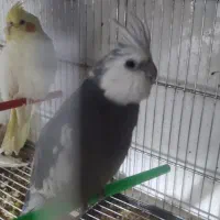 طرح تعویض پرنده های تزیینی