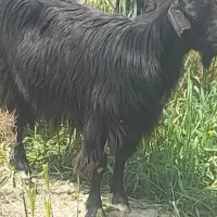 نیازمند تعدادی میش و بز