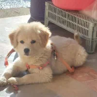 پامرین|سگ|خرمآباد, |دیوار