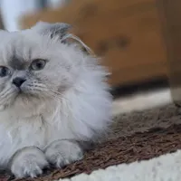 اسکاتیش ماده