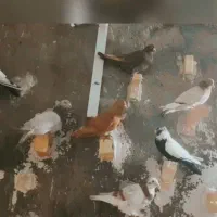 کبوتر|حیوانات|دزفول, |دیوار