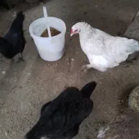 تعدادی مرغ و خروس فروشی