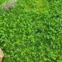 زمین دیر اولی شمالی