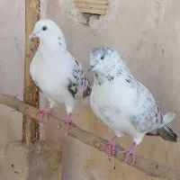 دهن خورده واقعی مایه کفتر