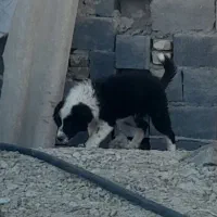 توله قدرجونی