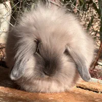 خرگوش لوپ نر|موش و خرگوش|پیشوا, |دیوار