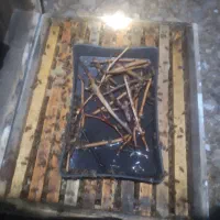فروش زنبور عسل کارنیکا