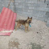 سگ ژرمن|سگ|صحنه, |دیوار