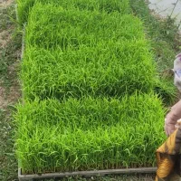 فروش 17باکس نشا برنج