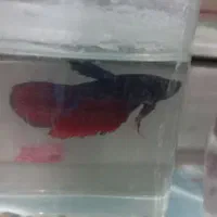 ماهی فایتر گرید بالا درجه ۱ نر و ماده