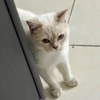 واگذاری گربه بریتیش