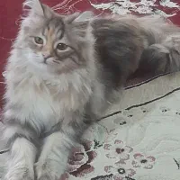 گربه پرشین|گربه|چناران, |دیوار