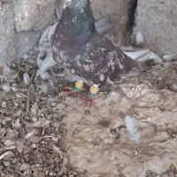 پرنده غیزانیه